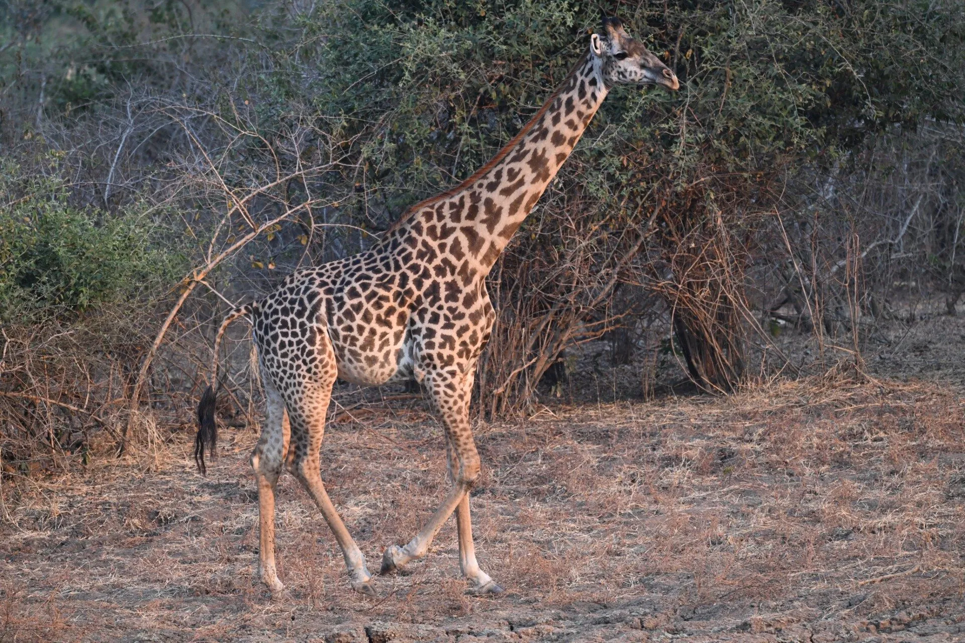 Giraffe walking through the bush