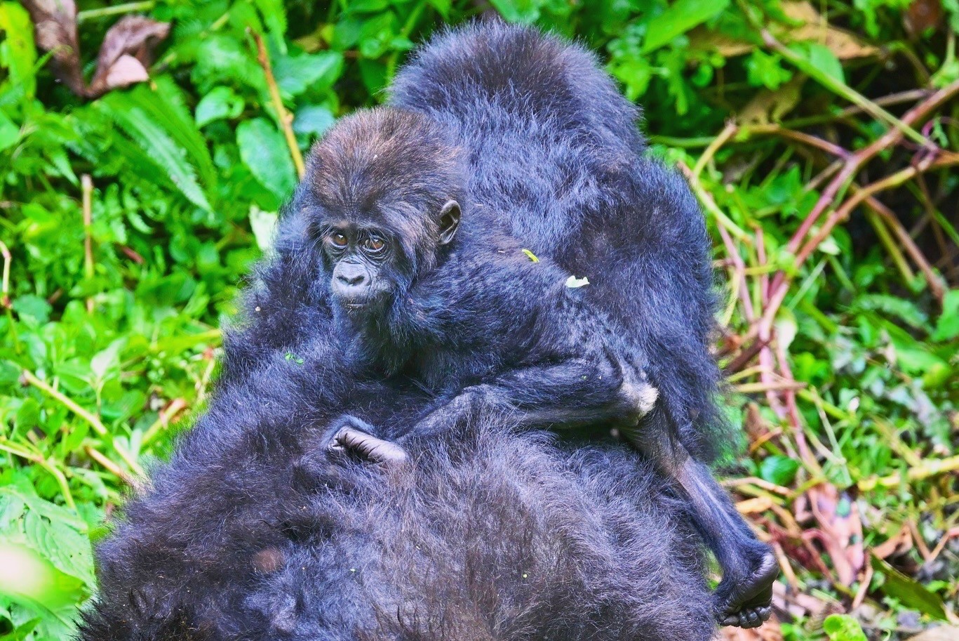 Mountain gorilla mother and baby