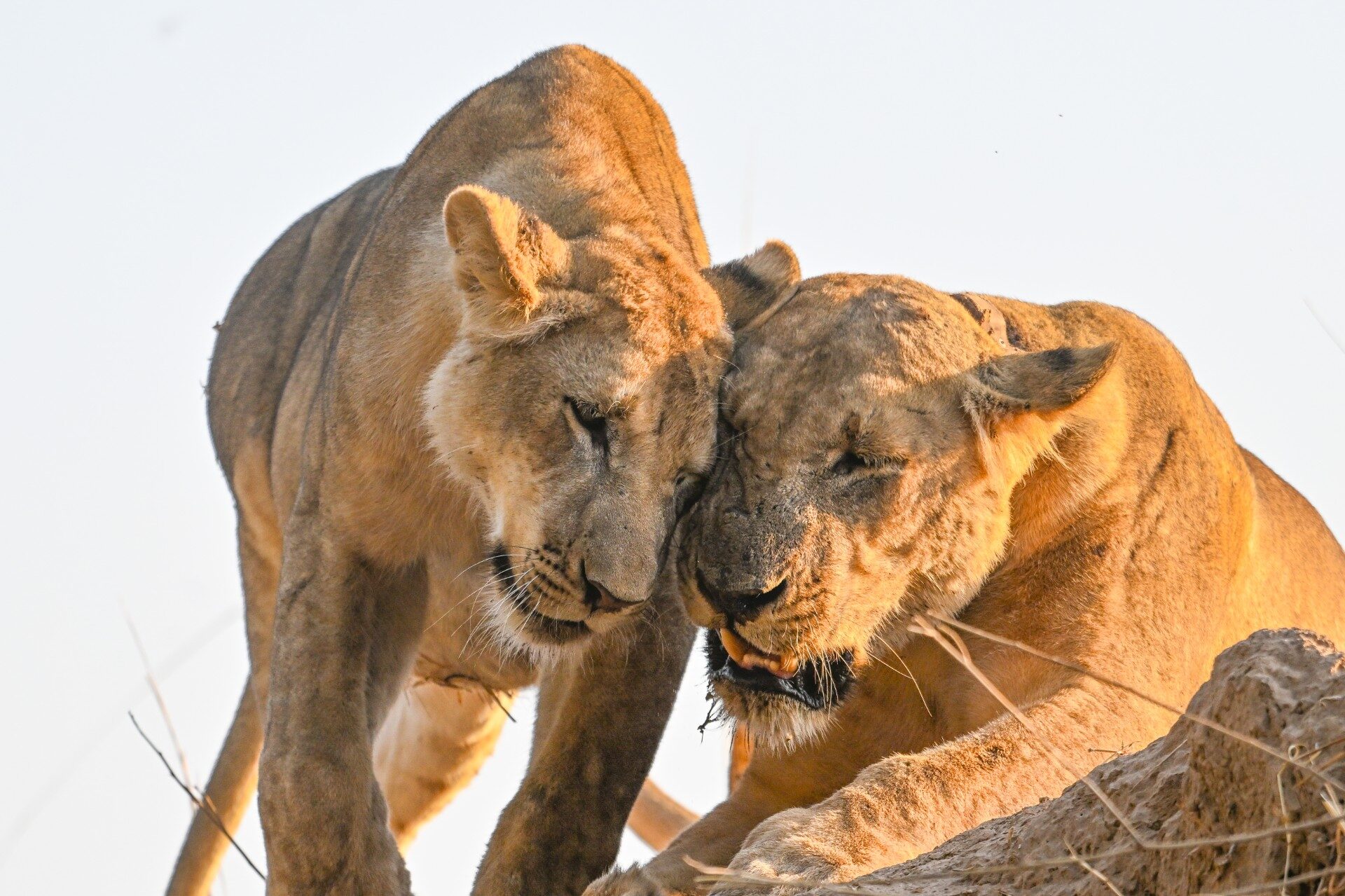 Two lionesses nuzzling