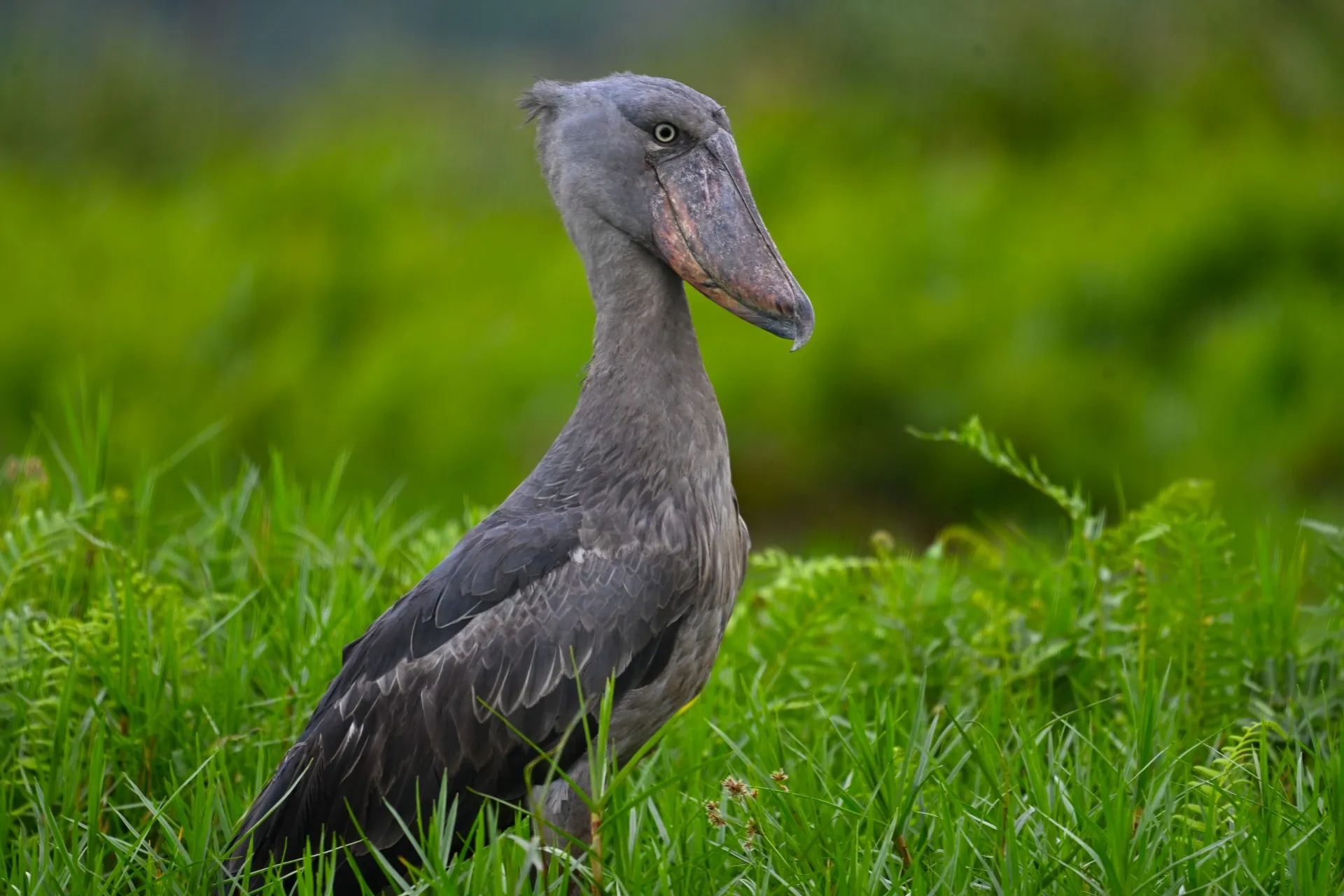 Shoebill stork standing in tall grass