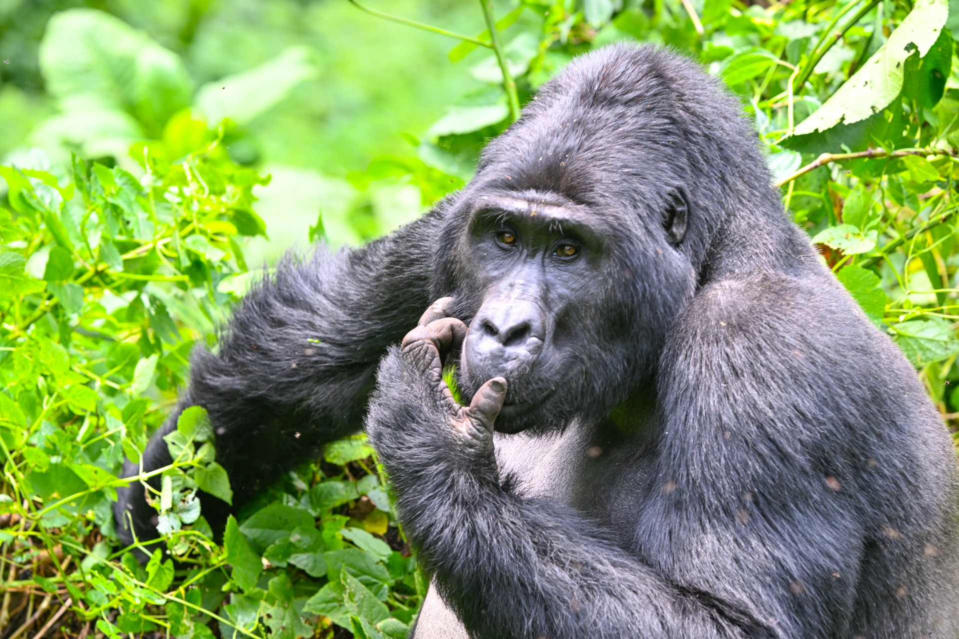 Silverback mountain gorilla