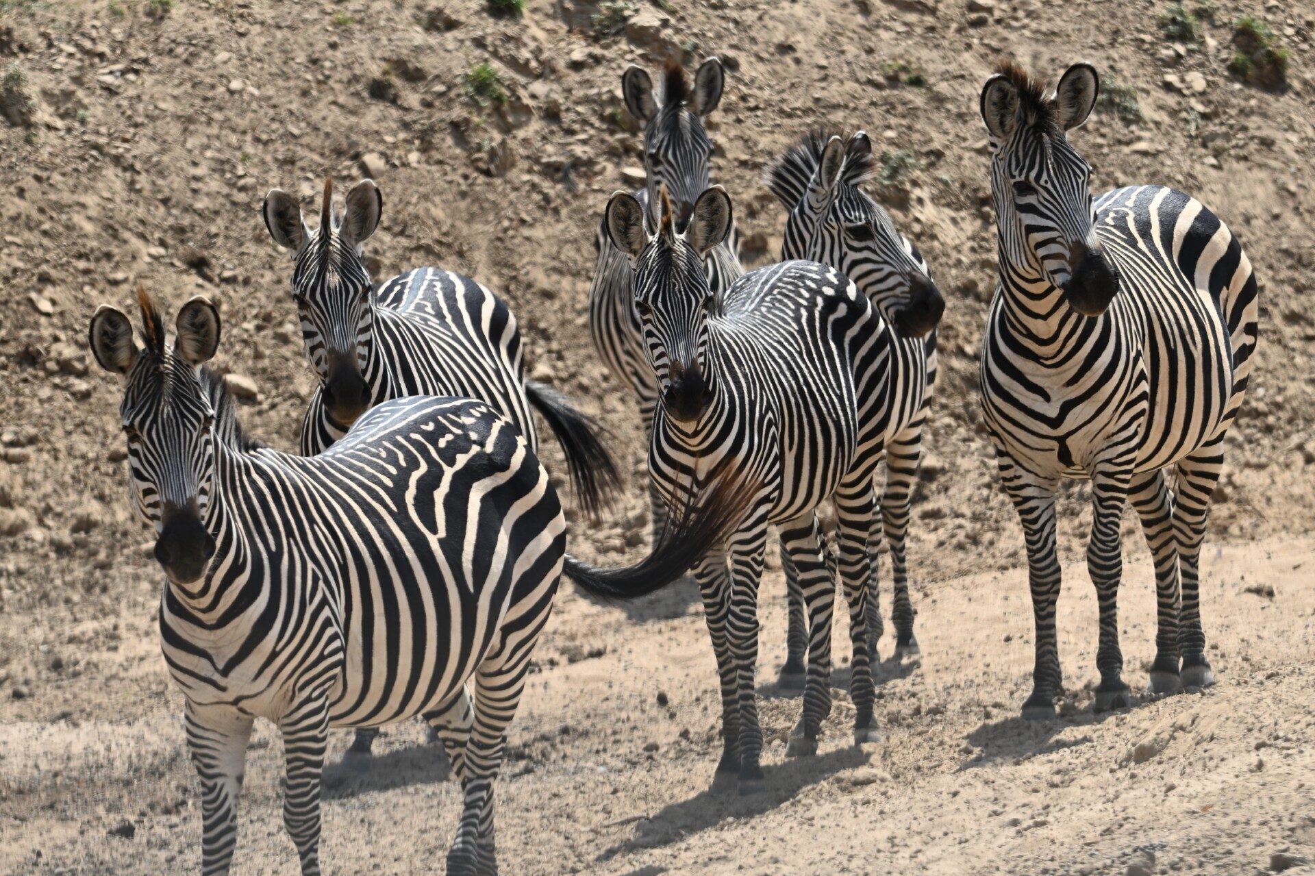 Herd of zebra on the East African savanna